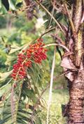 Ruffle palm